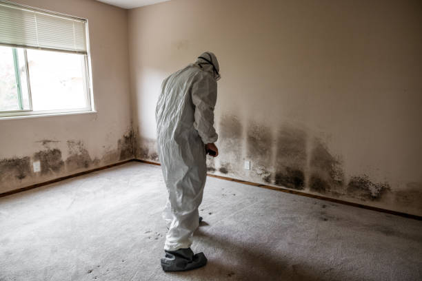 Professional Mold Removal in Gilmer, TX